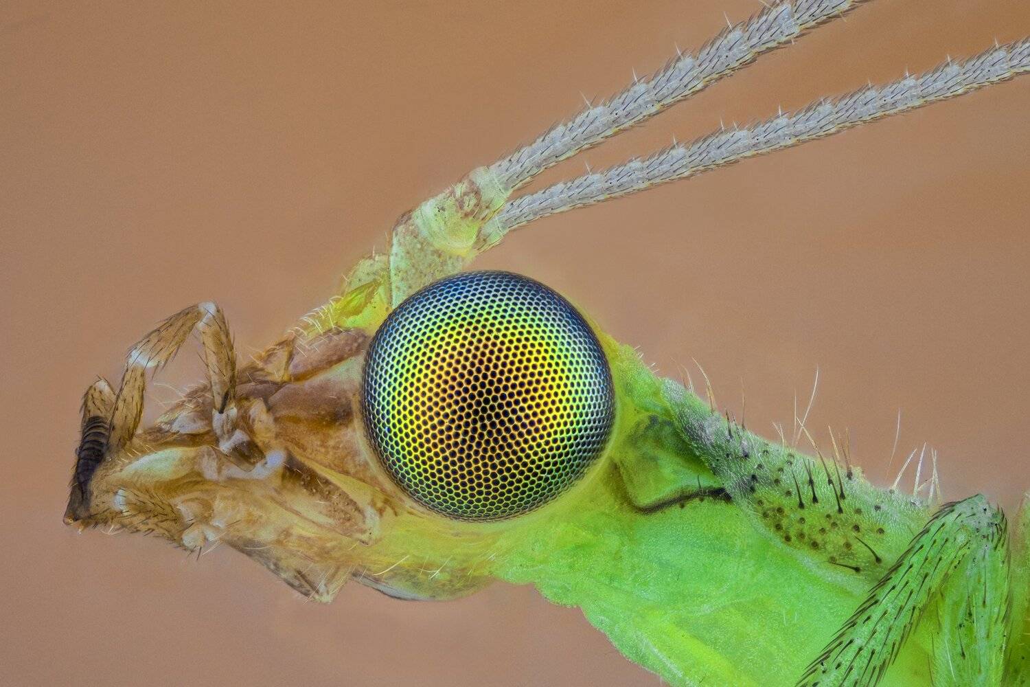 ceclii, macro, extrememacro, nikon d3400, nikon tu plan fluor 10x, Tsvetan Ganev