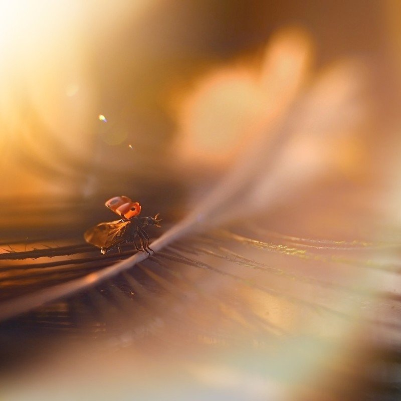 макро, коровка, волшебство, божья коровка, свет, солнце, момент, лето, легкость, насекомые, макромир На взлет - к солнцу! фото превью