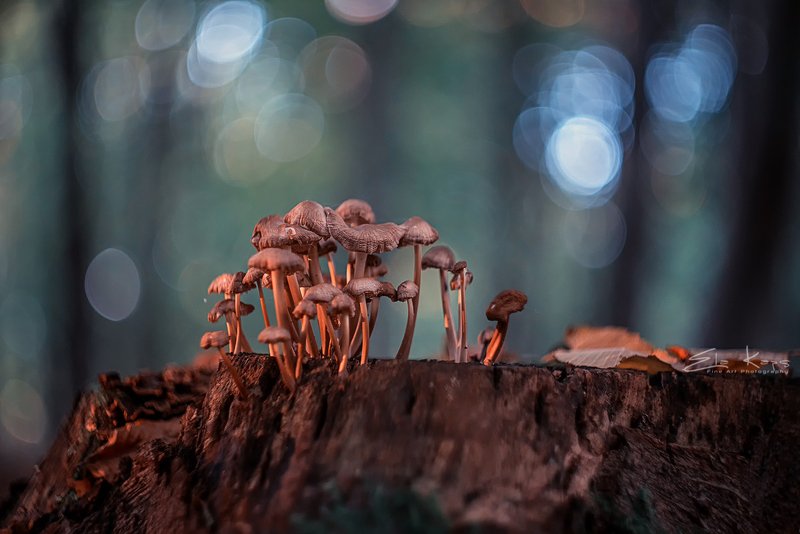 jesień,autumn,grzyby,natura,las, Grzybki фото превью