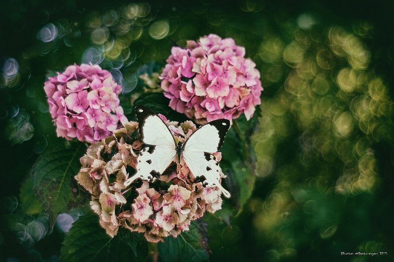 macro nature butterfly Ugly, Dirty, Old VII фото превью