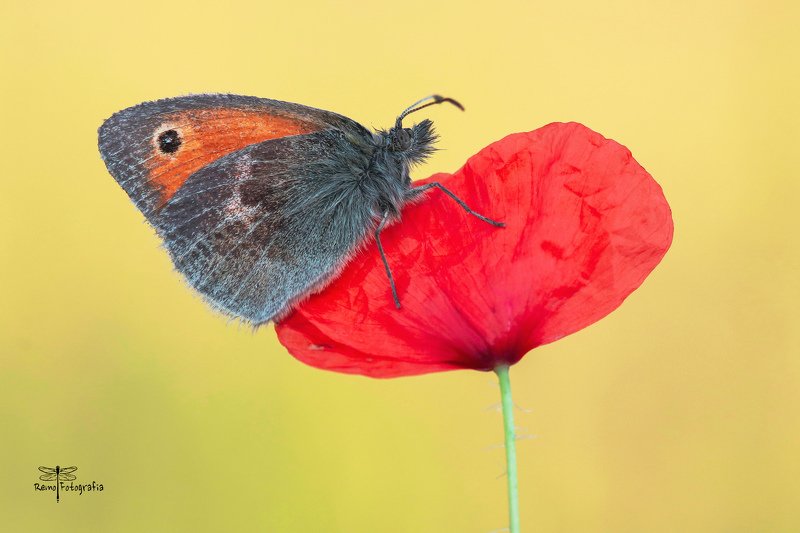 Coenonympha pamphilus- Strzępotek ruczajnik. фото превью