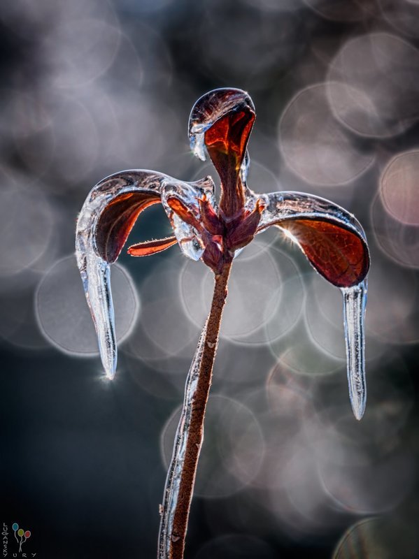 Ice Angel фото превью