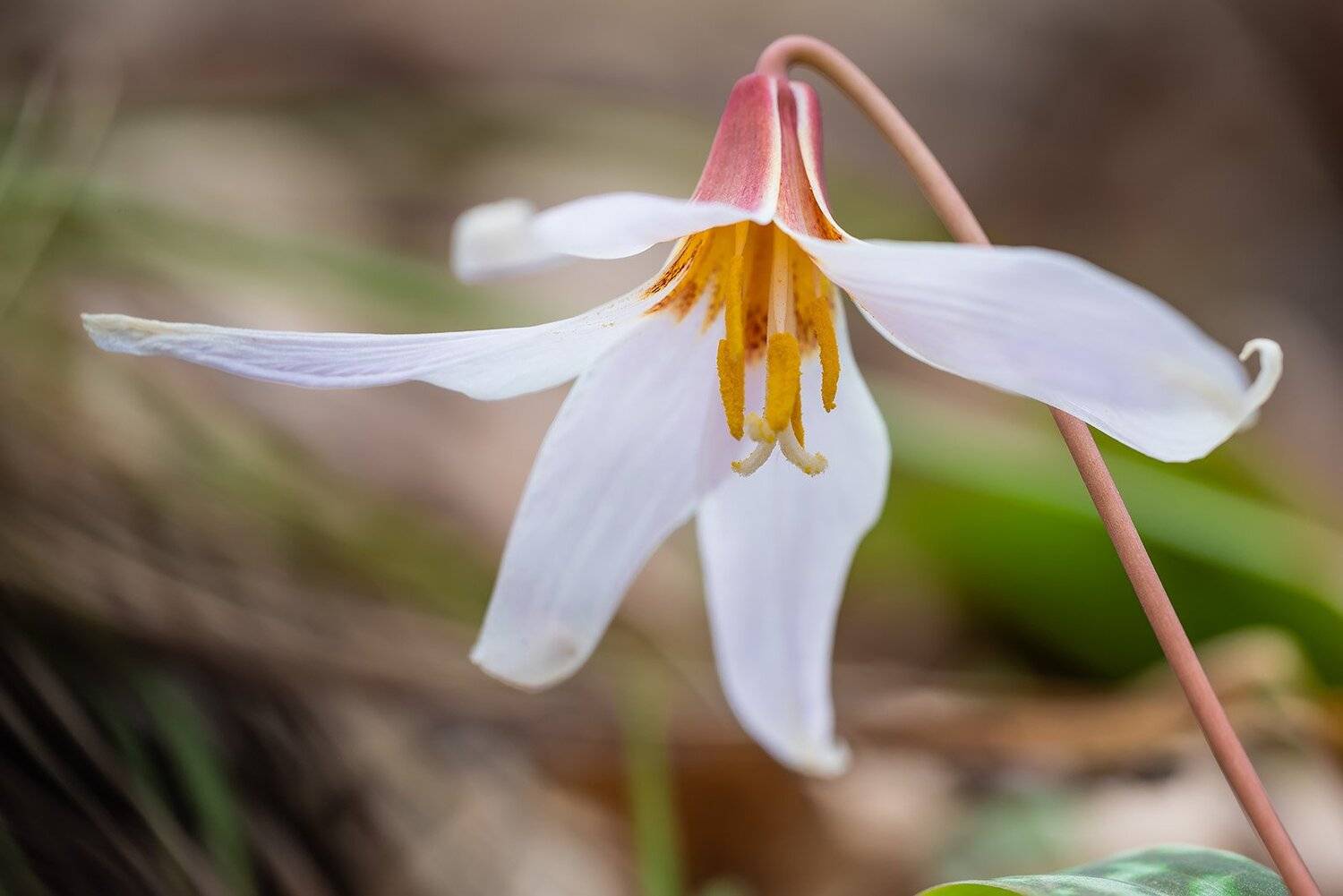 природа, макро, растения, цветы, кандык, кандык кавказский, Александр Земляной