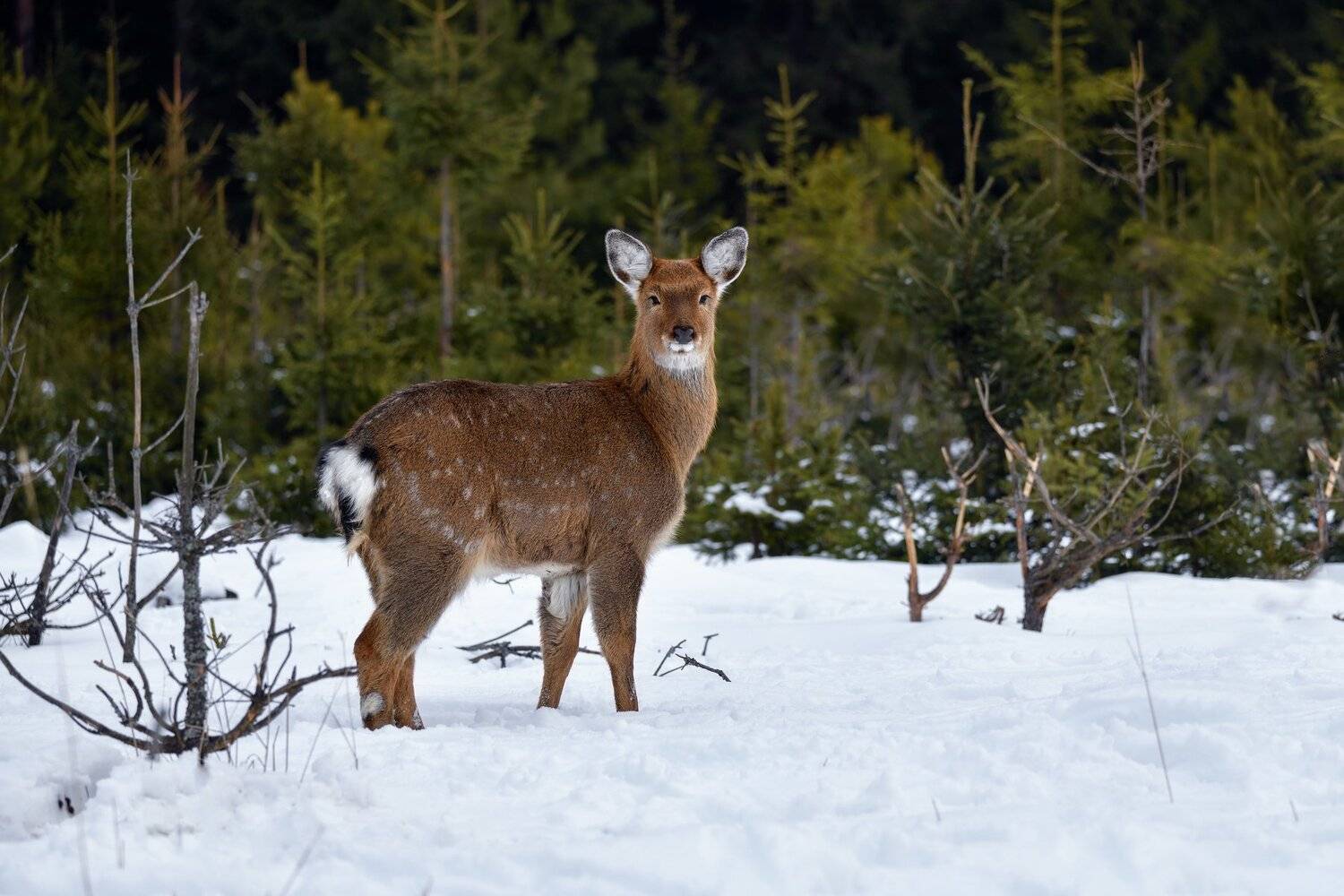 зима,лес,олень, Виталий Полуэктов