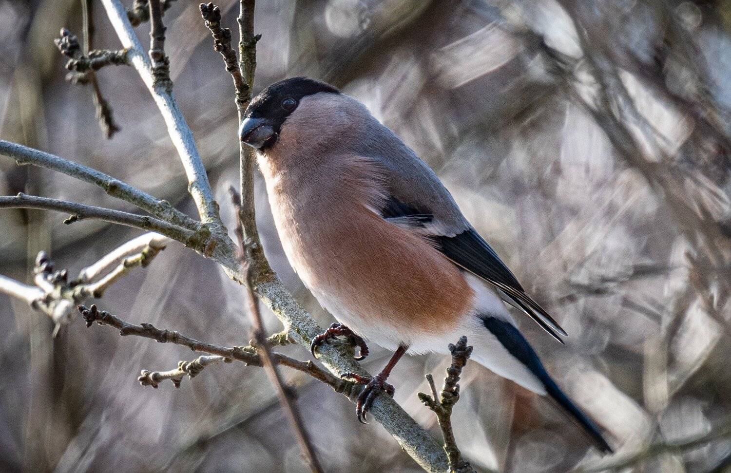 , Курлянцев Алексей