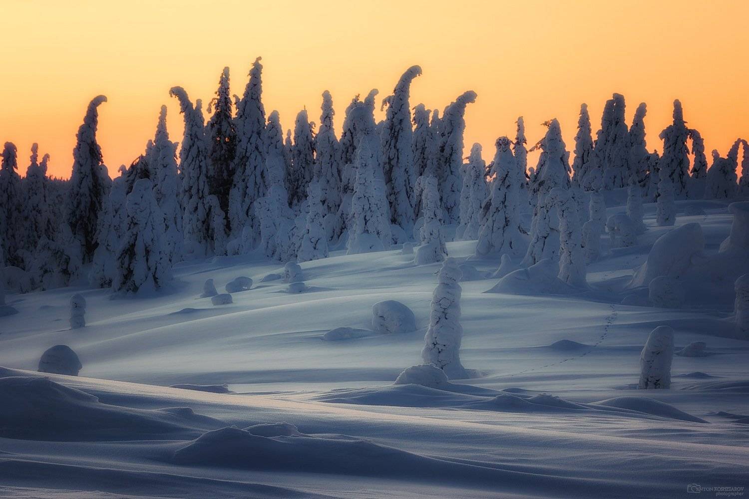 , Антон Кошетаров