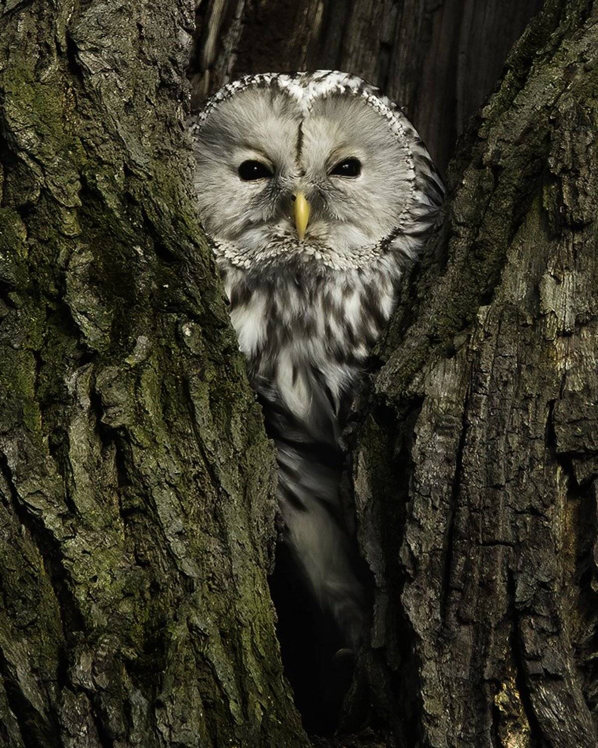 птица, сова, неясыть, лес, дупло, Наталия Сытина