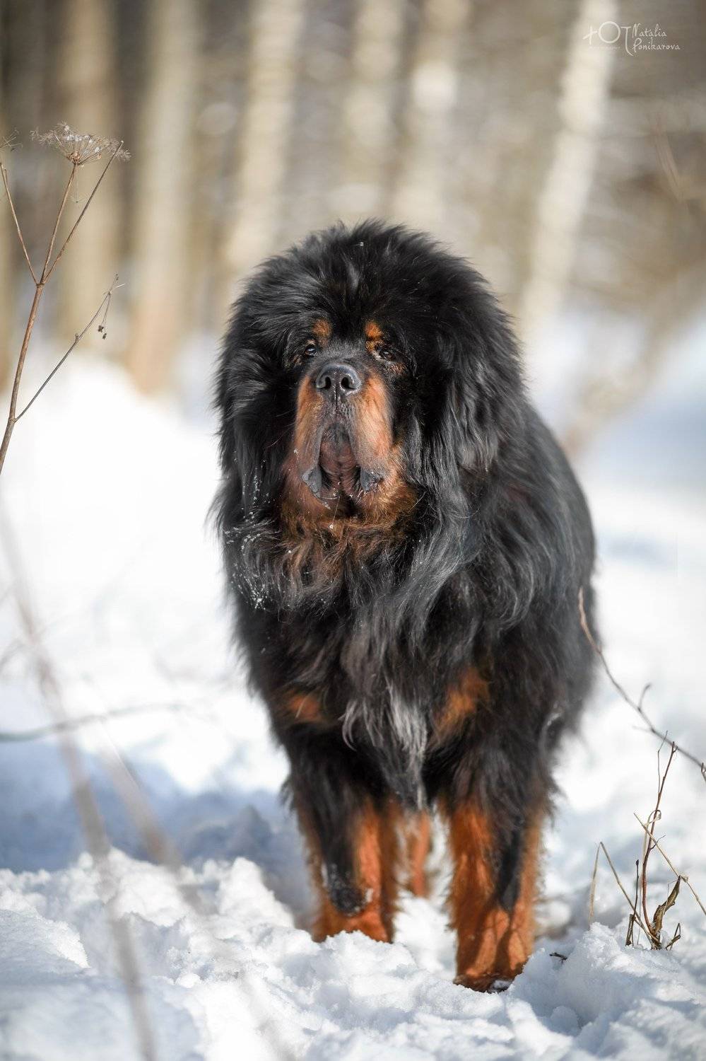 , Наталия Поникарова