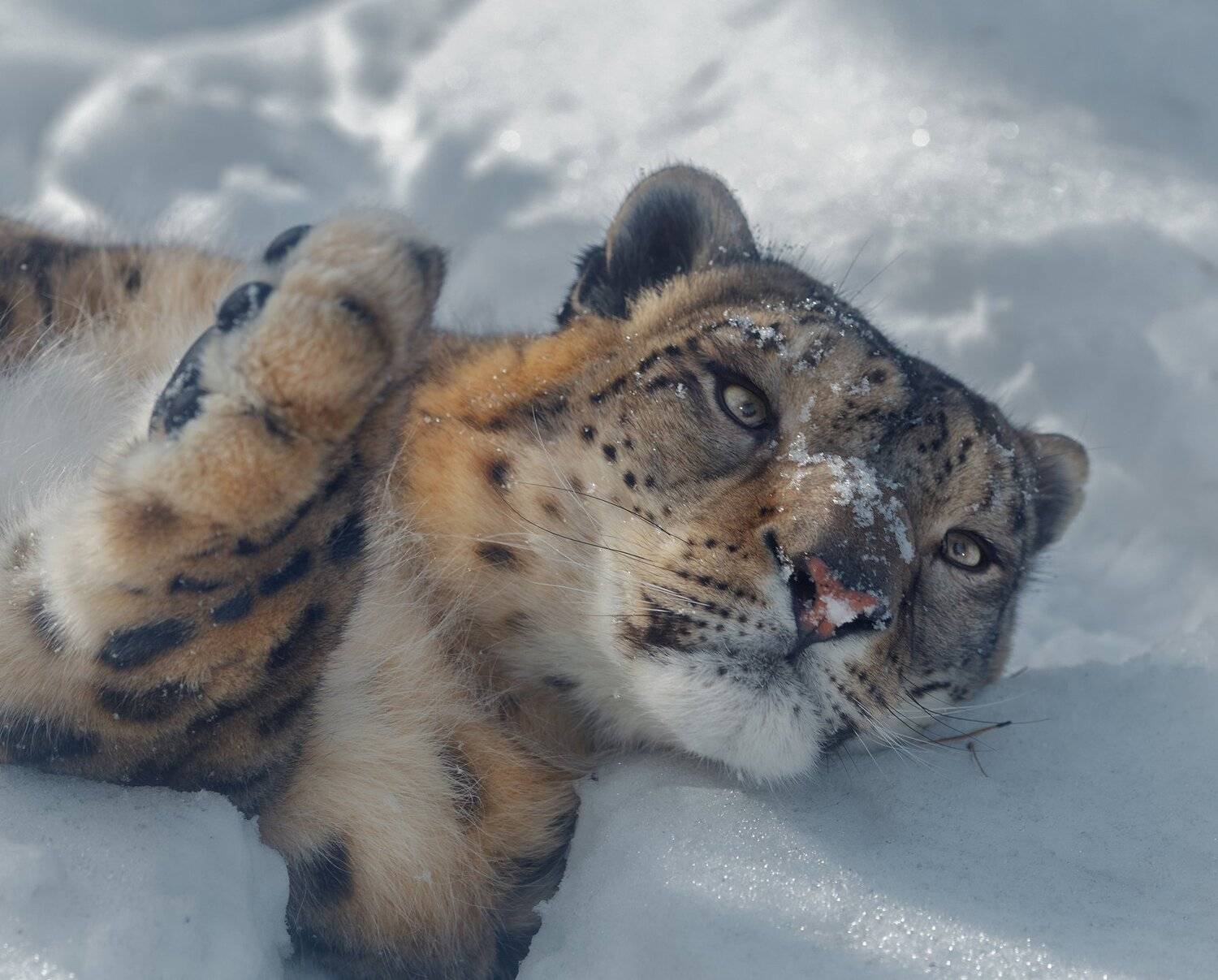 , Олег Богданов