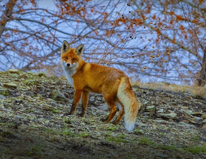 лиса Снеми меня ! фото превью