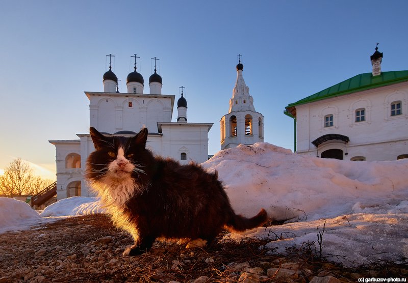 Церковные котики. фото превью