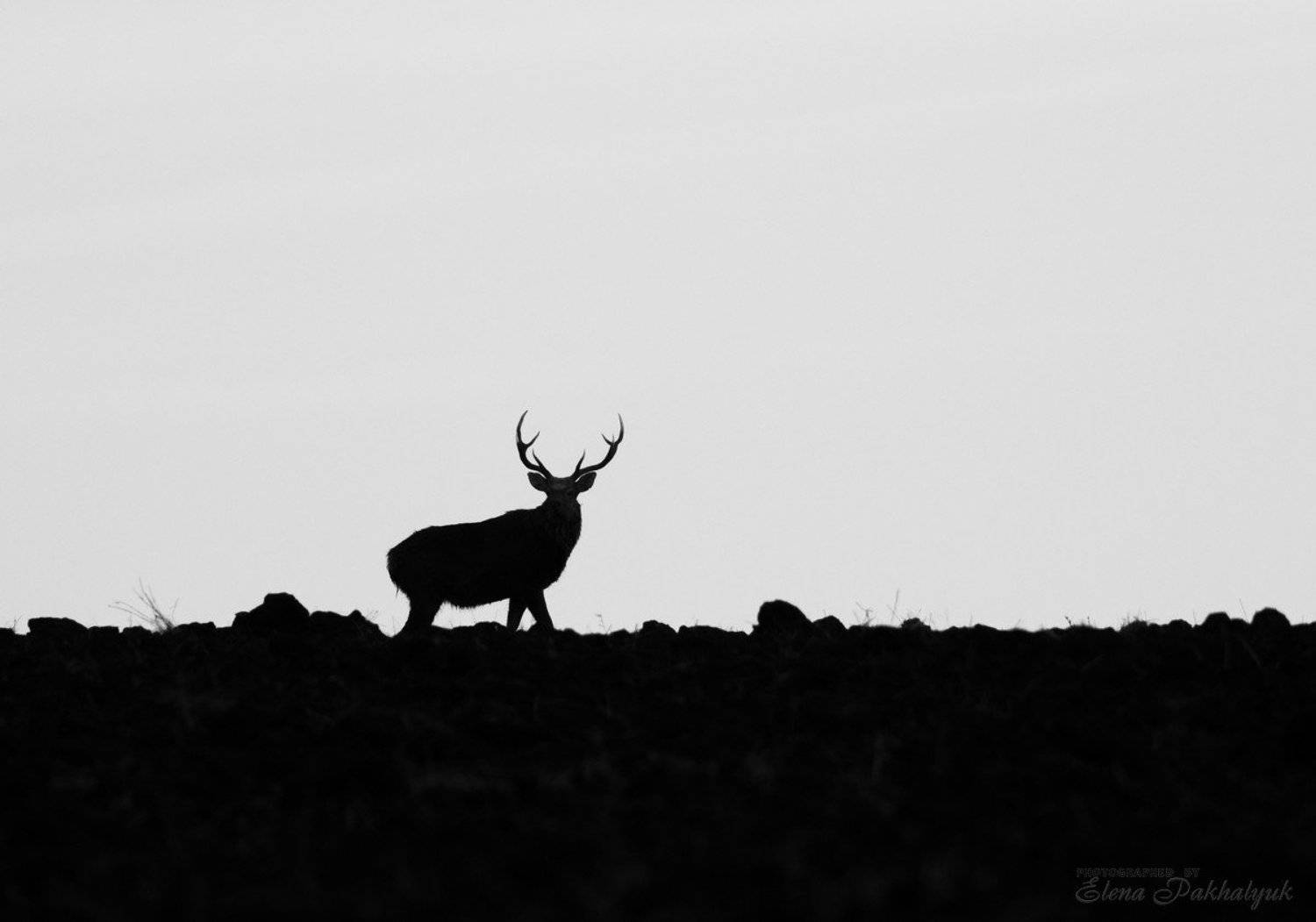 россия,парк,олени,животные,природа,wwf, фототур, анималистика,олень, Elena Pakhalyuk