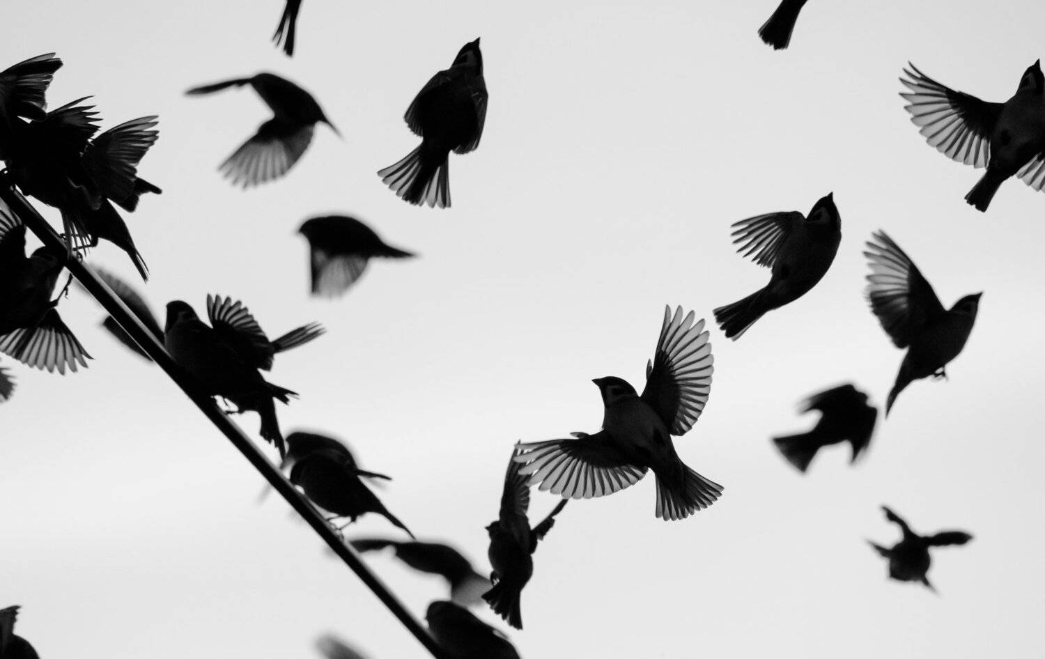 полевые воробьи, Passer montanus, стая птиц, контровый свет, декабрь, птицы зимой, полевые птицы, крылья птиц, птицы в полёте, чб, чёрно-белое фото, много птиц, Ксения Соварцева