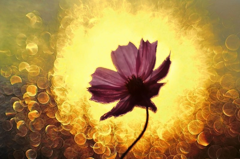 боке, солнце, закат, цветы, волшебство Золотое фото превью