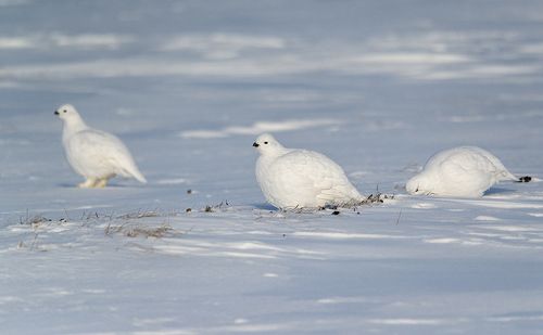 Беленькие курочки в валенках...
