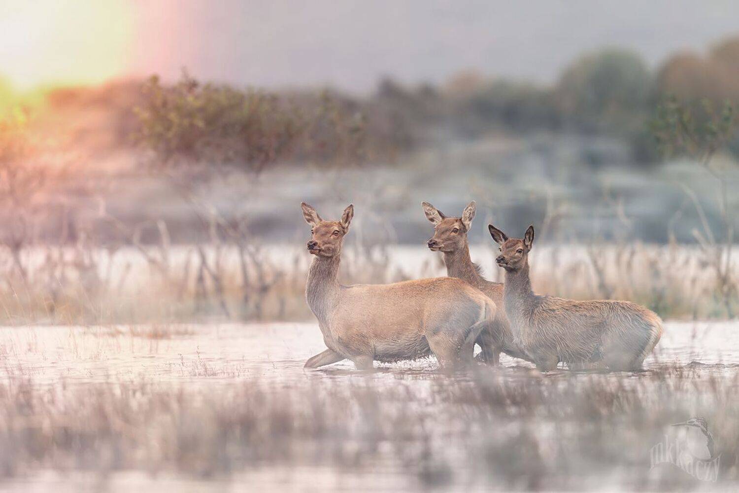 , Marcin Kaczmarkiewicz