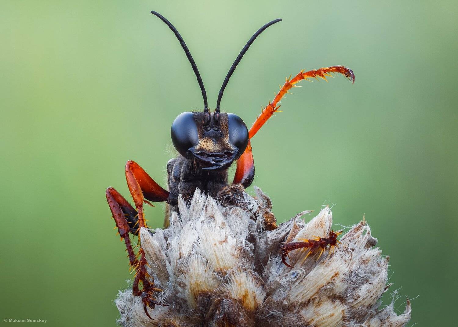 макро,стекинг,вега-11у, Максим Сумской