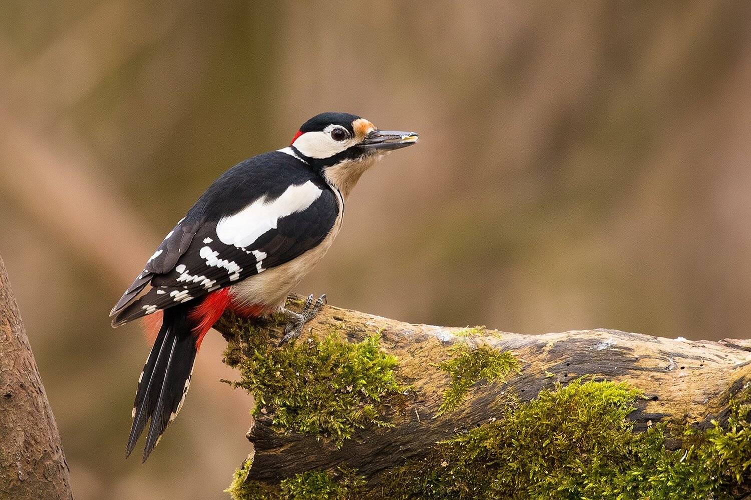, Robert Adamec