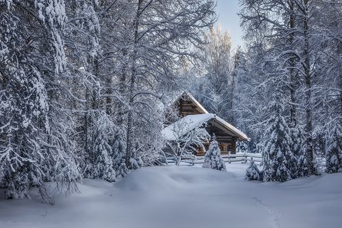 В застывшем лесу