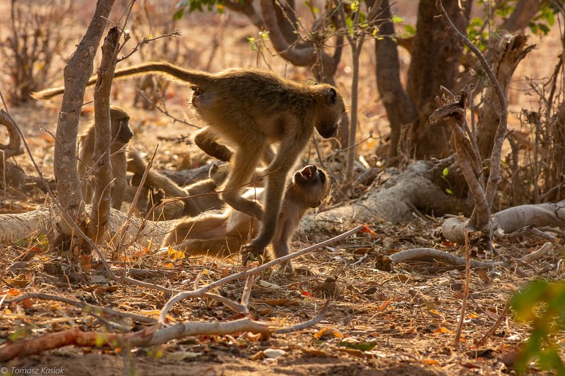monkey фото превью