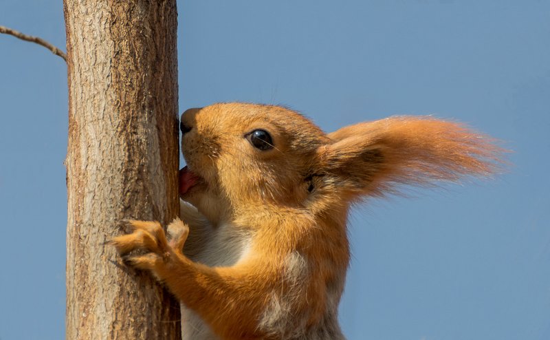 белочка, сок, весна, весенний сок для белочек.. фото превью