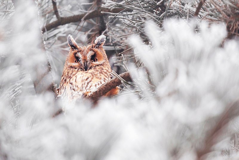 winter, trees, blizzard, snow, wildlife, travel, nature, bird, romania, cold, owl Now you see me фото превью