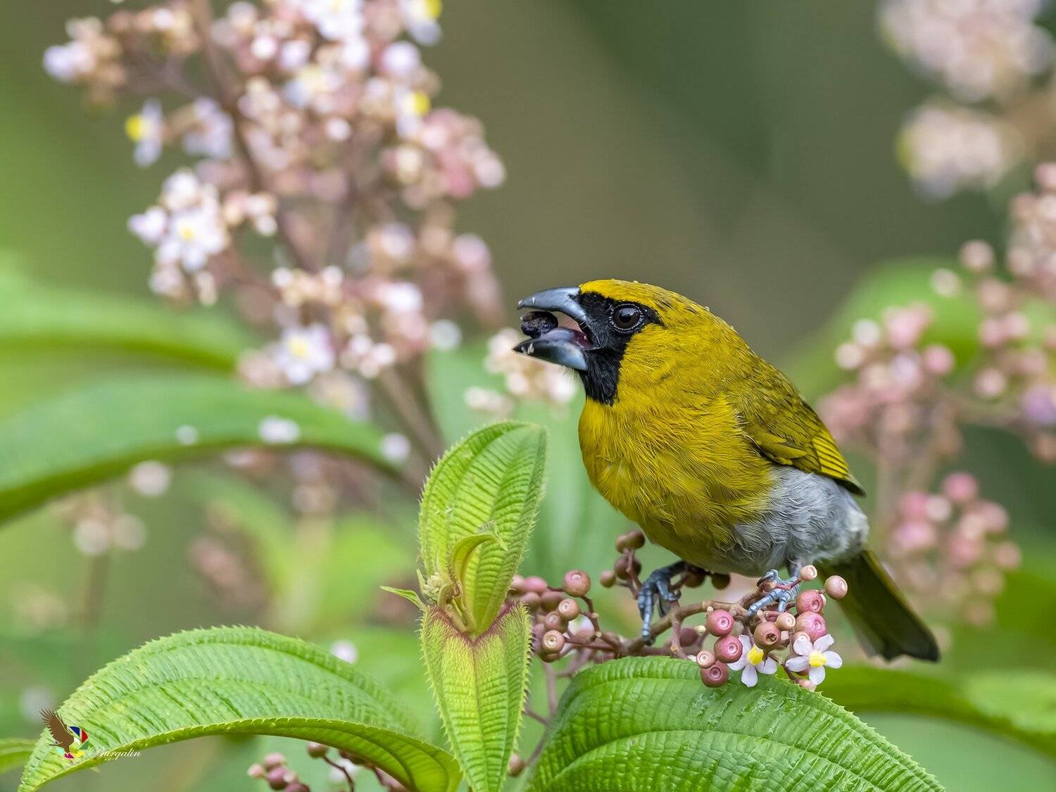 , Fernando Burgalin Sequeira