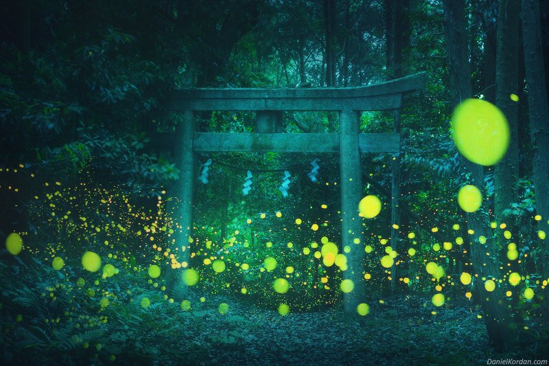 Japan fireflies фото превью