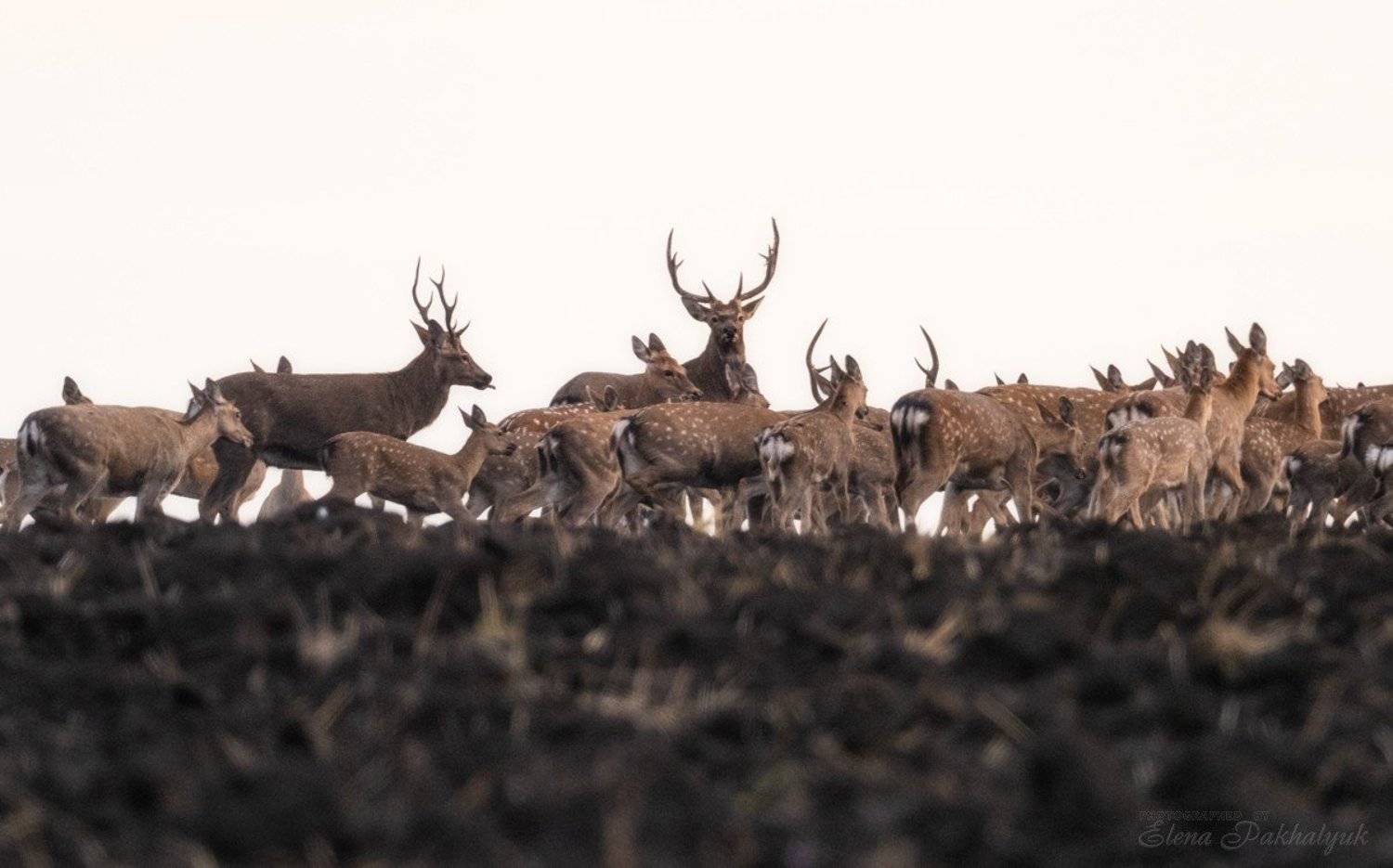 россия,парк,олени,животные,природа,wwf, фототур, анималистика,олень, Elena Pakhalyuk