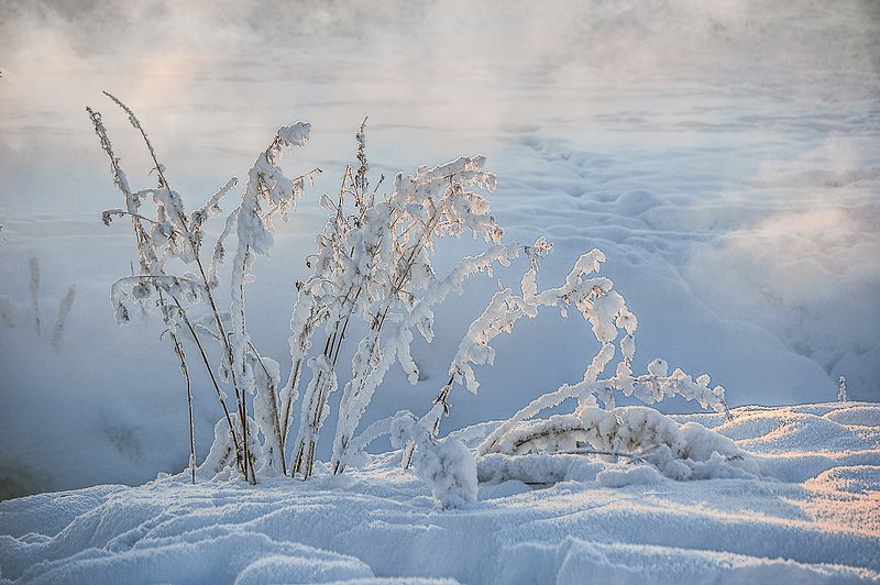 травинки, снег Фрагменты зимы. фото превью