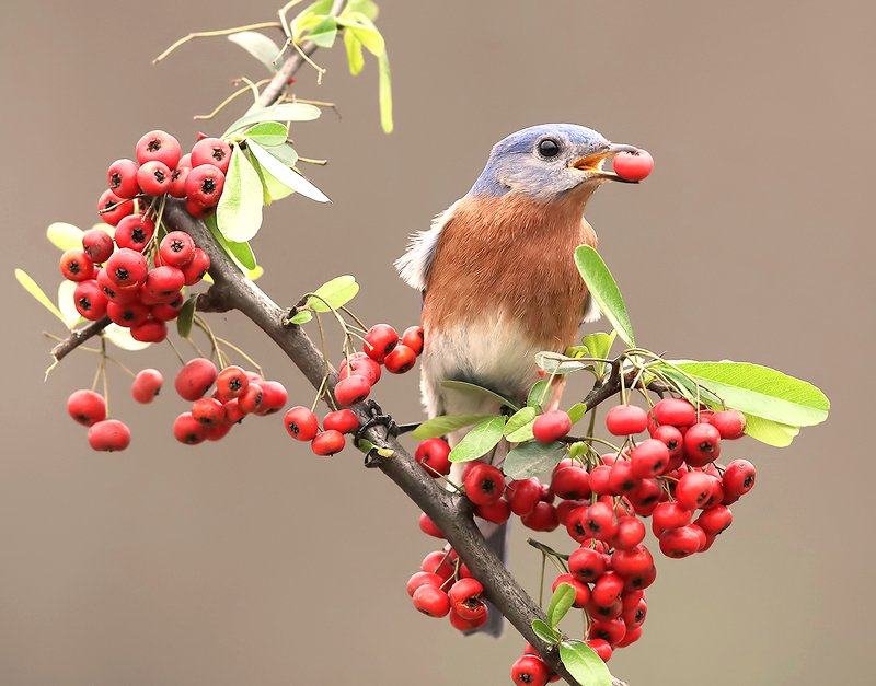 восточная сиалия, eastern bluebird,bluebird Любитель ягод. Восточная сиалия. самец фото превью