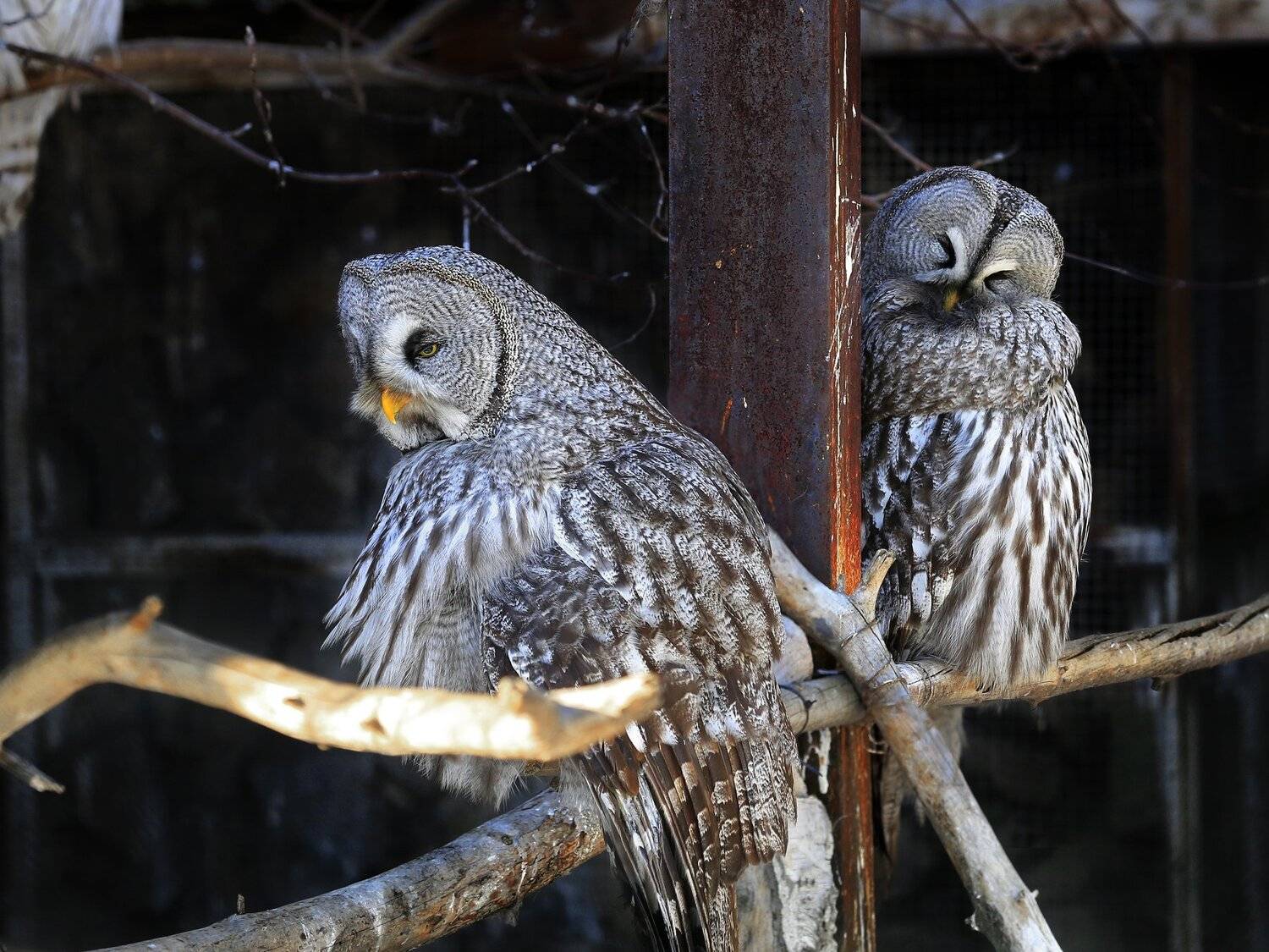 , Олег Богданов