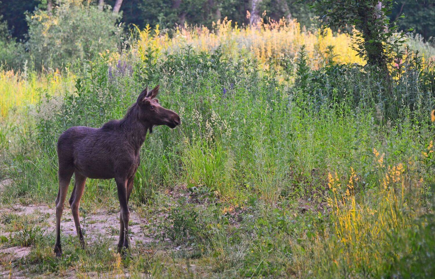 лось, анималистика. дикая природа, Юлия Абрамова