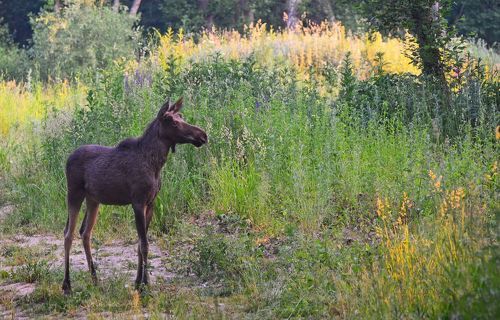 Молодой лось