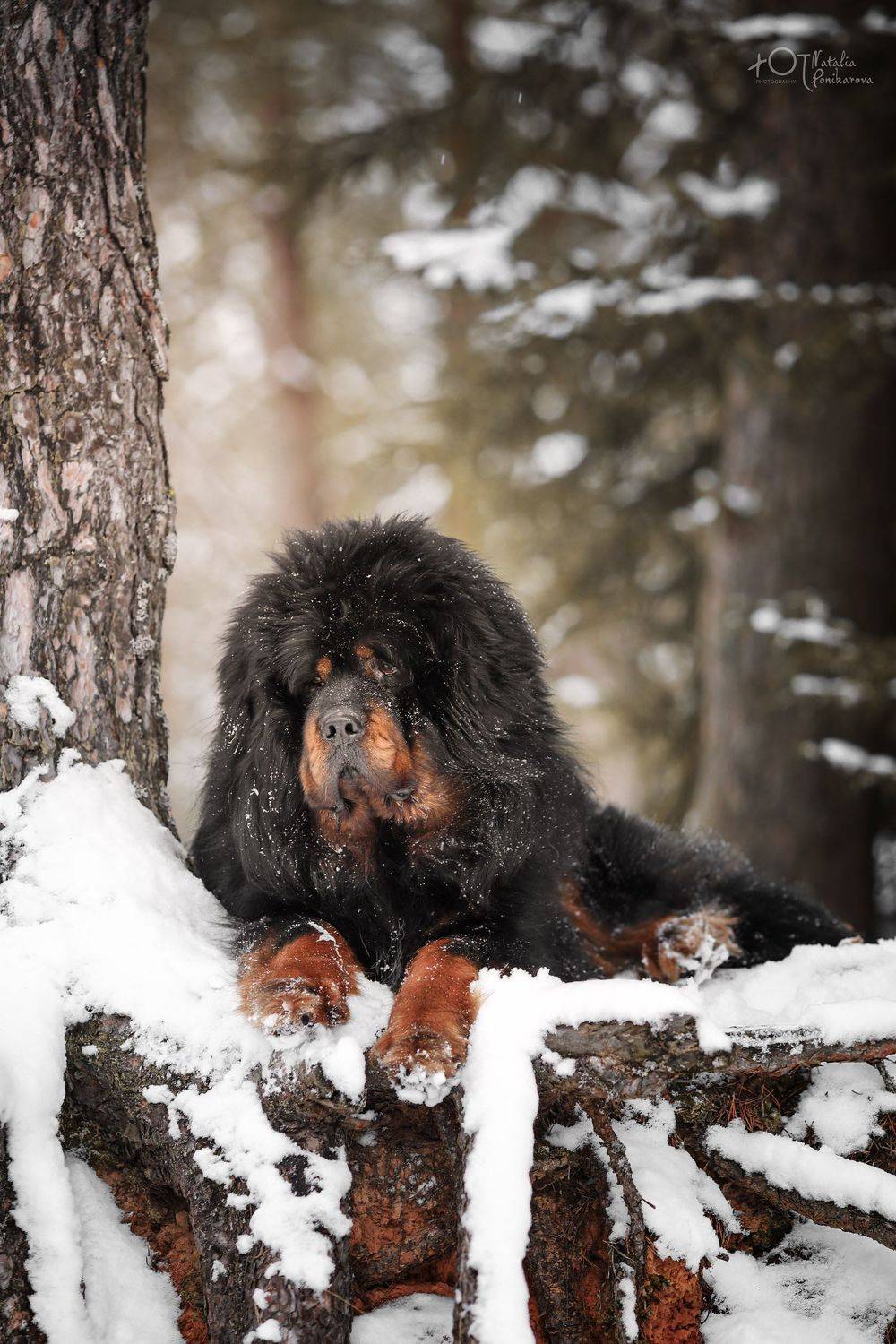 , Наталия Поникарова