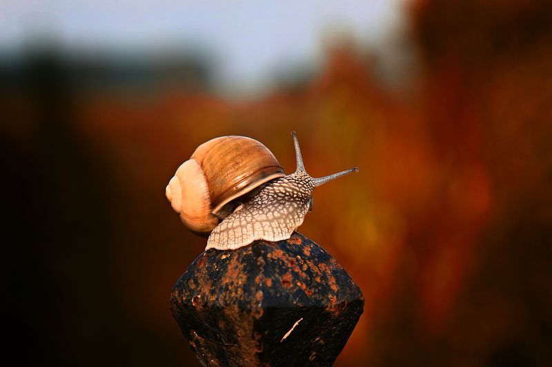 Snail фото превью