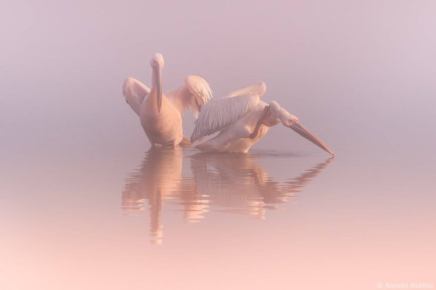 пеликаны,белые пеликаны,ангелы,птицы,животные,утро,туман,минимализм,умиротворение,природа,пеликан,отражения,тишина, Наталья Рублина