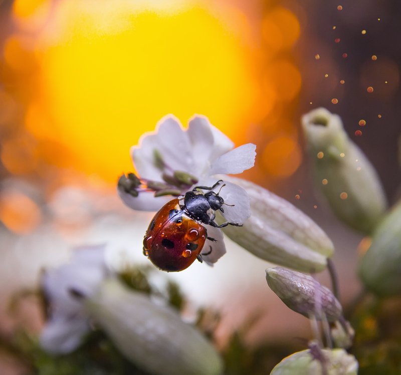 коровка, макро, боке, цветы, брызги, вода, закат, солнце, цветок, трава, сказка, любопытство, лето Коровка в сказке фото превью