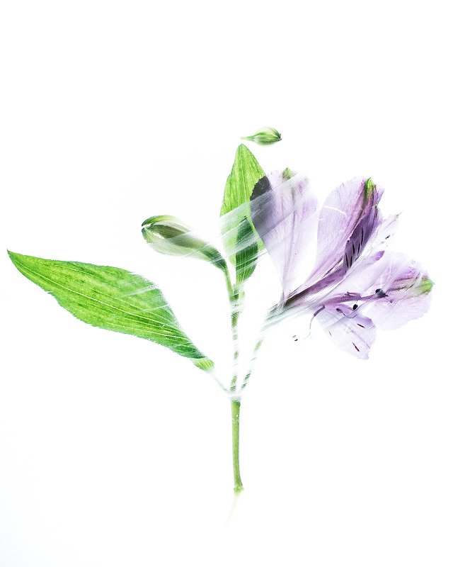 Сиреневые цветы фото превью