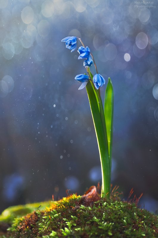 макро, природа, мох, весна, цветы, первоцветы, боке, голубой, macro, nature, moss, spring, flowers, primroses, bokeh, blue, весна фото превью