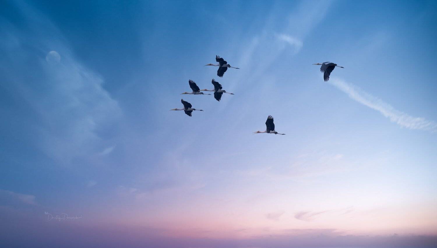 природа, животные, птицы, вьетнам, остров фукок, Дмитрий Посевич