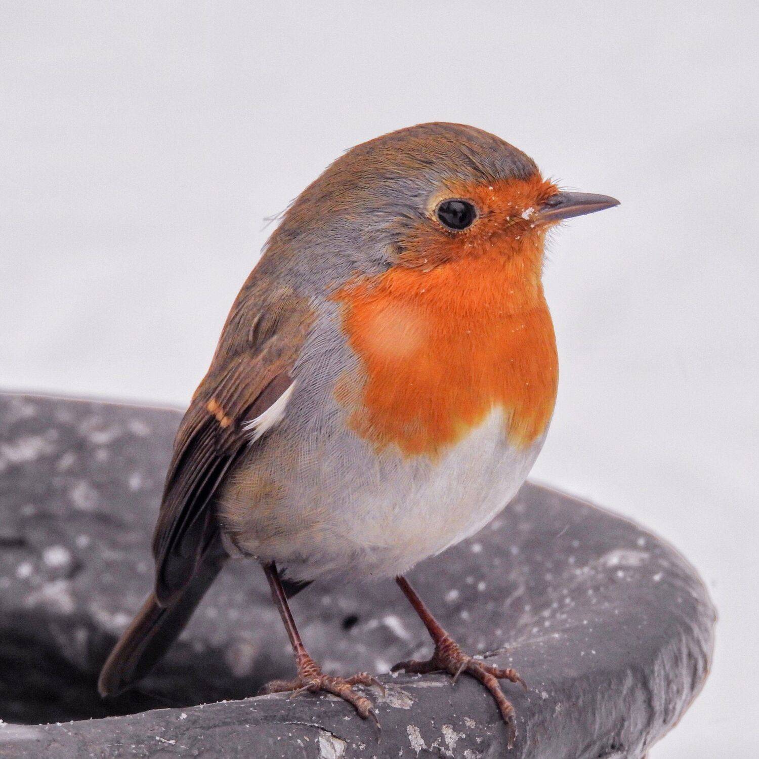 зарянка, птица, малиновка, Svetlana Esina