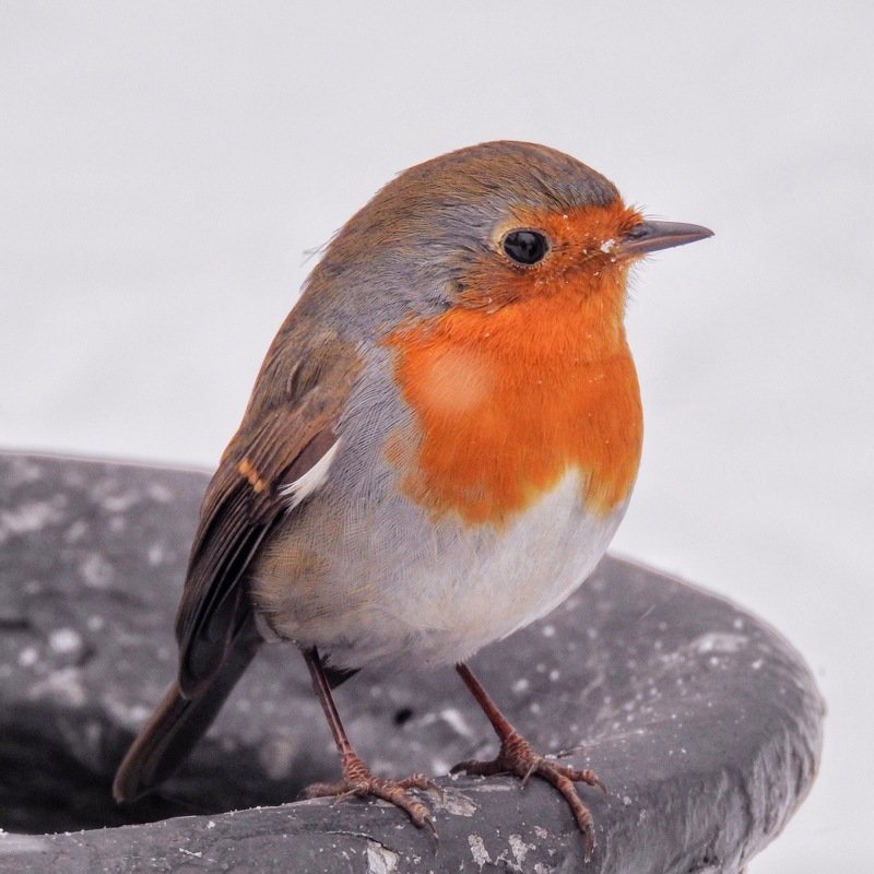 зарянка, птица, малиновка Зарянка фото превью