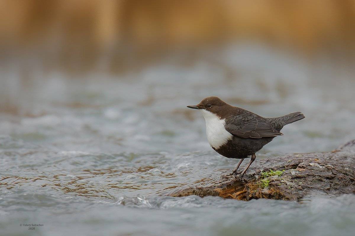 , Валерий Субачев