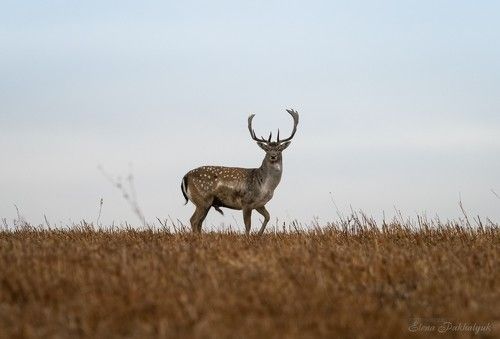 Позер