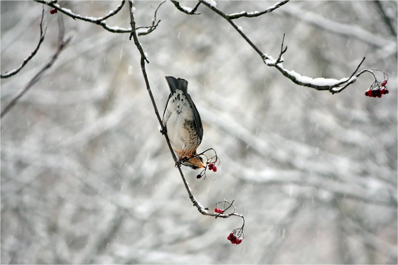 дрозд-рябинник, КарОл