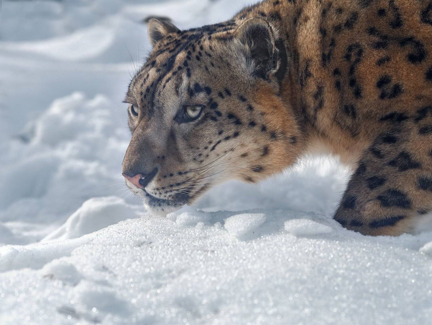 , Олег Богданов