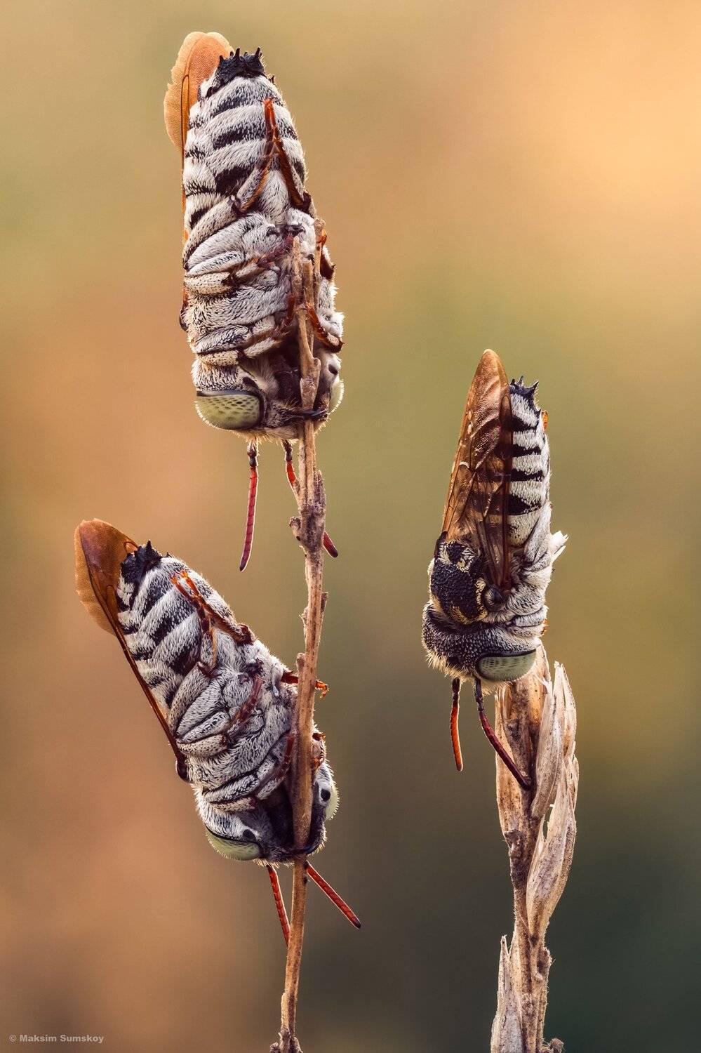 макро,стекинг,вега-11у, Максим Сумской