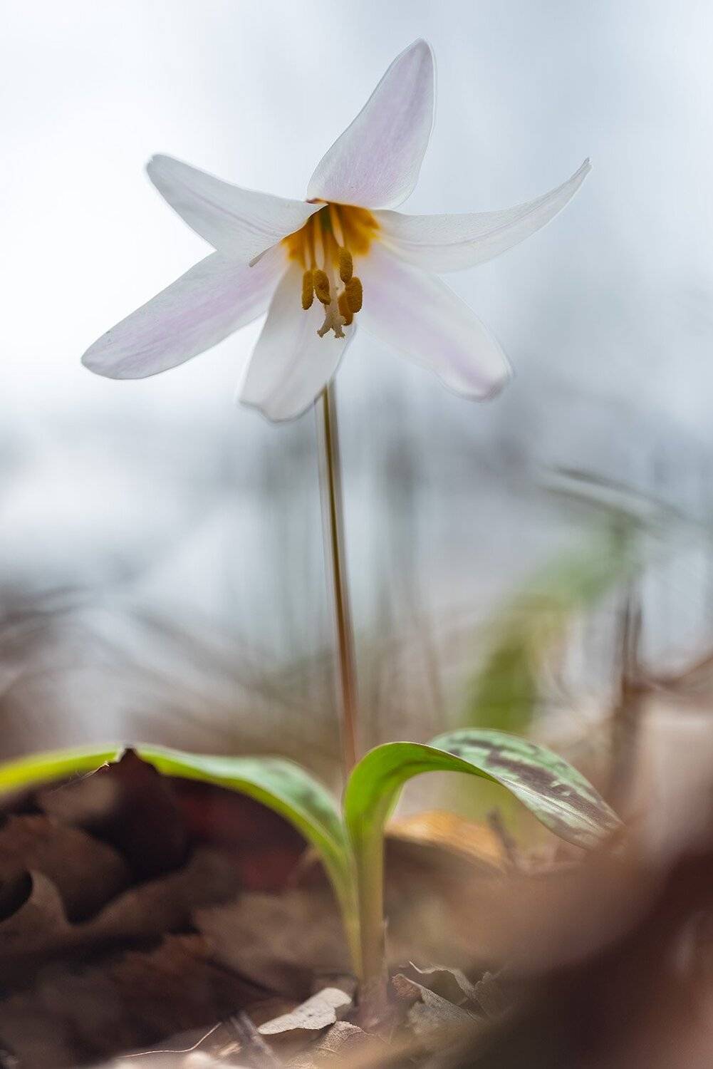 природа, макро, растения, цветы, кандык, кандык кавказский, Александр Земляной