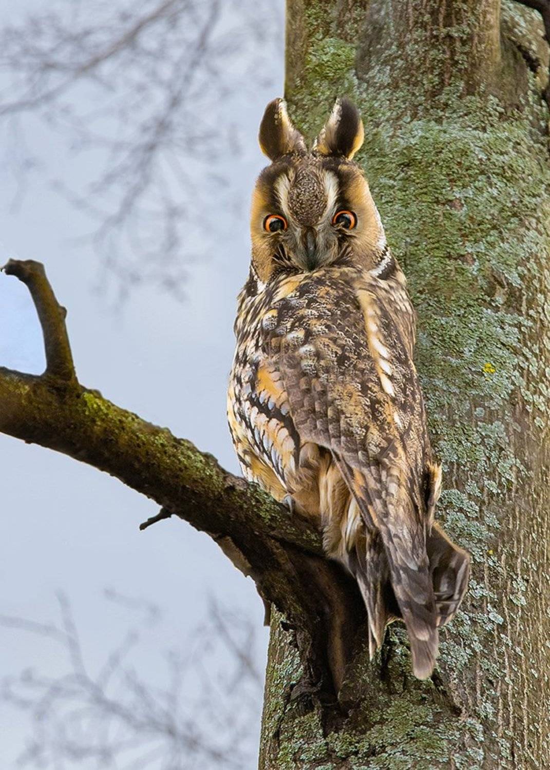 птица, сова, день, лес, Наталия Сытина